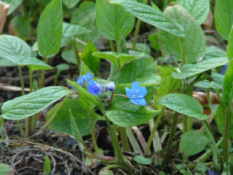 Omphalodes verna Amerikaans vergeet-mij-nietje bestellen